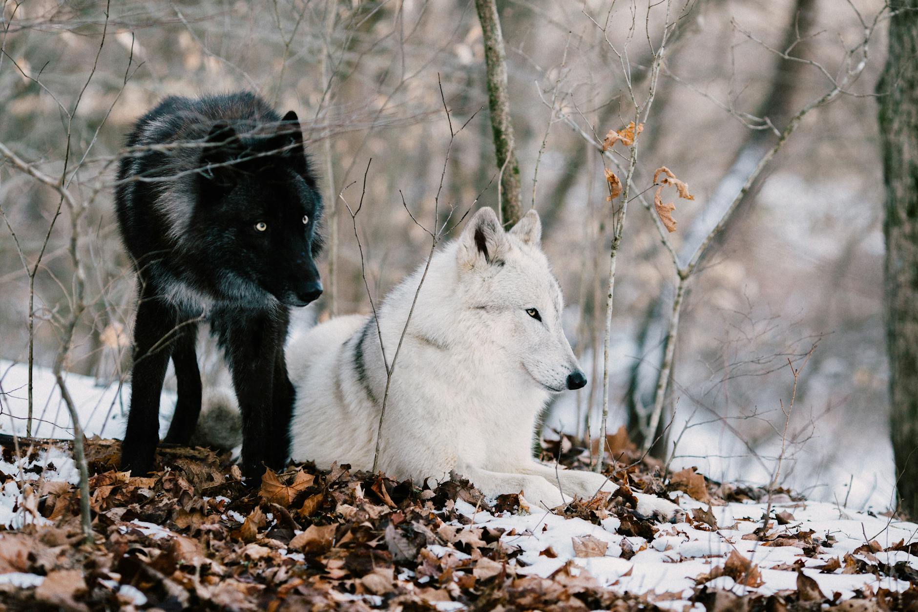 white and black wolves on brown dried leaves